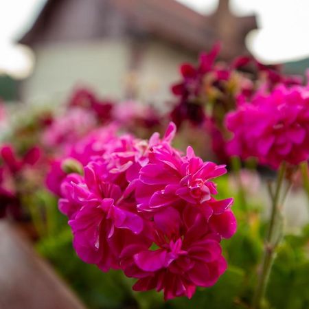 Apartament Old Bakery House Sinaia Zewnętrze zdjęcie